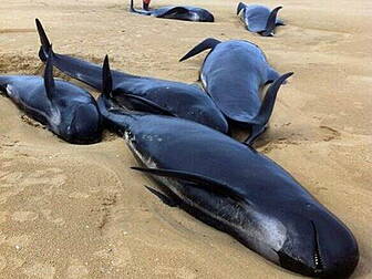 13 whales wash up on Donegal b...